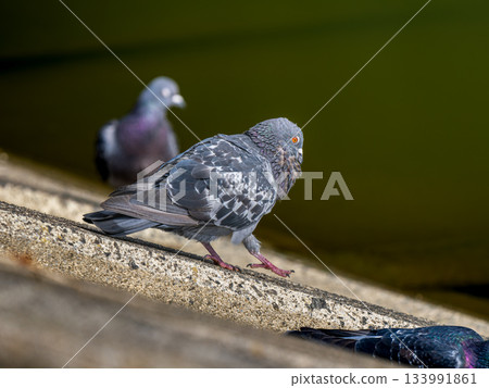 水邊鴿 133991861