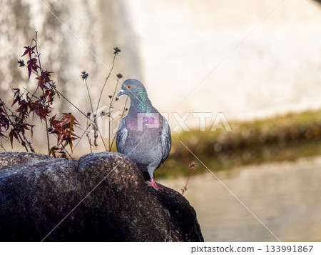 pigeon walking on the ground pigeon walking on the ground 133991867