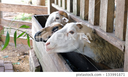 On a bright farm day a young girl feeds fresh leaves to curious sheep gathered at the feeding trough Farm animals concept 133991871