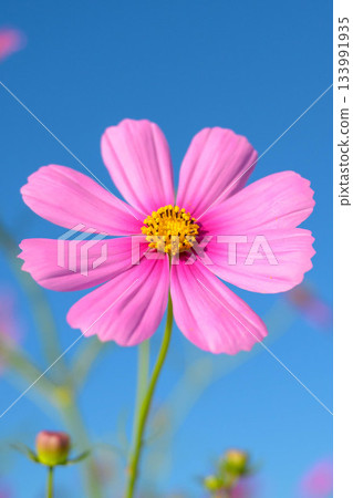 At Saga Airport Cosmos Garden 133991935