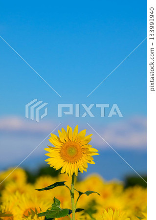 佐賀機場宇宙花園 133991940