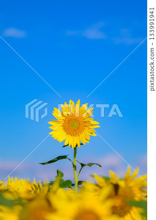 佐賀機場宇宙花園 133991941