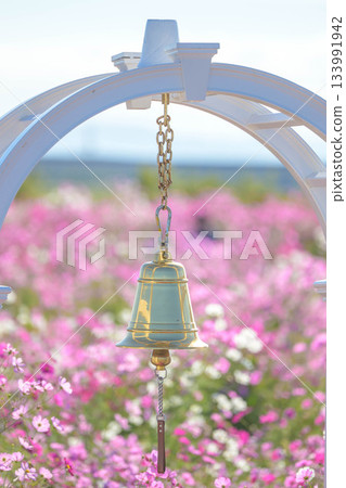 At Saga Airport Cosmos Garden At Saga Airport Cosmos Garden 133991942