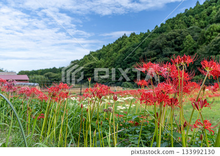 A cluster amaryllis blooming in satoyama 133992130