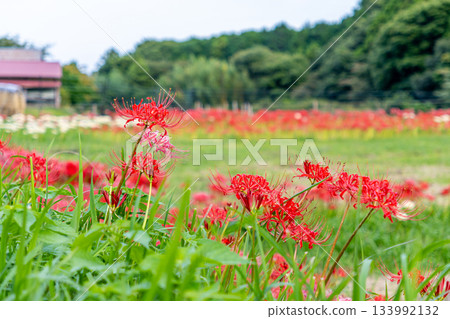 A cluster amaryllis blooming in satoyama A cluster amaryllis blooming in satoyama 133992132