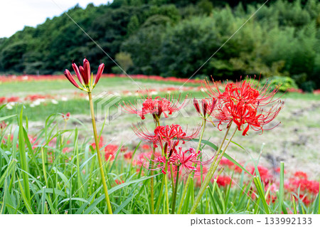 在satoyama開花的群狀孤挺花 在satoyama開花的群狀孤挺花 133992133