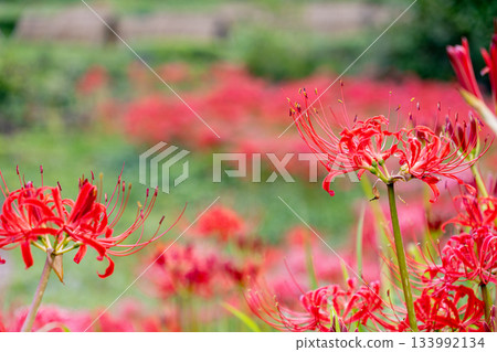 紅蜘蛛百合 紅蜘蛛百合 133992134