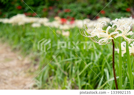 白色簇狀孤挺花 133992135