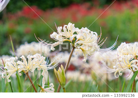 White cluster amaryllis 133992136