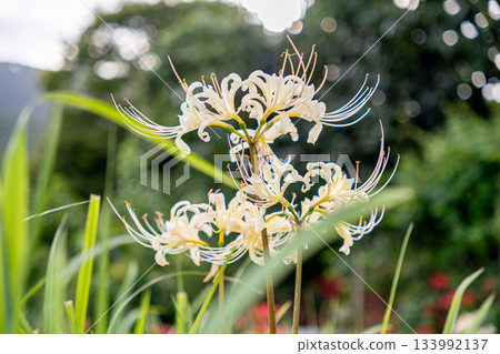 White cluster amaryllis 133992137