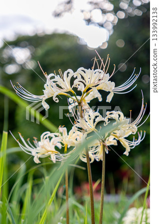 白色簇狀孤挺花 133992138