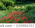 Landscape with cluster amaryllis 133992151