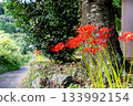 Red spider lily blooming on the road 133992154