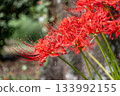 red spider lily 133992155