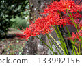 red spider lily 133992156