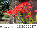 A cluster amaryllis that blooms on the roadside 133992157