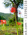 A cluster amaryllis blooming in satoyama 133992158