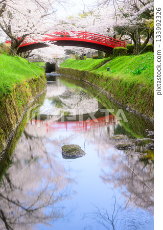 Cherry blossoms at Midorigaoka Park - Spring scenery 133992326