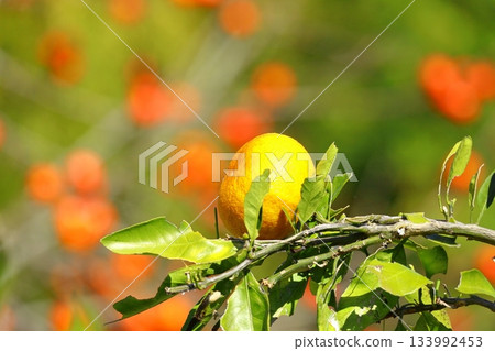 秋天的味道：背景是柿子，前景是橘子。 133992453