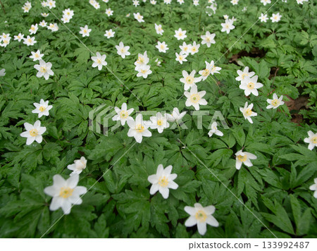 White wildflowers beautifully cover the ground in a lush forest setting, showcasing vibrant green leaves on a sunny spring day, celebrating nature's renewal. White wildflowers beautifully cover the ground in a lush forest setting, showcasing vibrant green leaves on a sunny spring day, celebrating nature's renewal. 133992487