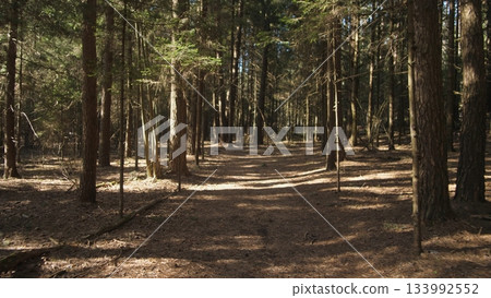 A serene forest trail surrounded by tall trees creates a peaceful atmosphere as sunlight streams through the leaves, encouraging a leisurely walk in nature. A serene forest trail surrounded by tall trees creates a peaceful atmosphere as sunlight streams through the leaves, encouraging a leisurely walk in nature. 133992552