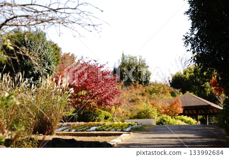 Autumn walking path 133992684