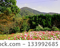 Cosmos and Mount Fukuchi 133992685