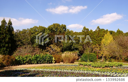 Autumn scene 133992686