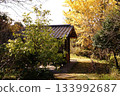 Ginkgo and gazebo 133992687
