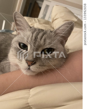 Adorable white cat with soft, fluffy fur and bright, curious eyes. A symbol of elegance and purity, perfect for pet lovers and feline enthusiasts. Playful, gentle, and irresistibly cute! 133992838