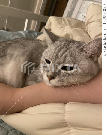 Adorable white cat with soft, fluffy fur and bright, curious eyes. A symbol of elegance and purity, perfect for pet lovers and feline enthusiasts. Playful, gentle, and irresistibly cute! 133992839