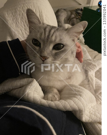 Adorable white cat with soft, fluffy fur and bright, curious eyes. A symbol of elegance and purity, perfect for pet lovers and feline enthusiasts. Playful, gentle, and irresistibly cute! Adorable white cat with soft, fluffy fur and bright, curious eyes. A symbol of elegance and purity, perfect for pet lovers and feline enthusiasts. Playful, gentle, and irresistibly cute! 133992841