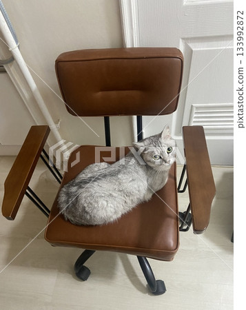 Adorable white cat with soft, fluffy fur and bright, curious eyes. A symbol of elegance and purity, perfect for pet lovers and feline enthusiasts. Playful, gentle, and irresistibly cute! 133992872
