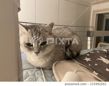 Adorable white cat with soft, fluffy fur and bright, curious eyes. A symbol of elegance and purity, perfect for pet lovers and feline enthusiasts. Playful, gentle, and irresistibly cute! Adorable white cat with soft, fluffy fur and bright, curious eyes. A symbol of elegance and purity, perfect for pet lovers and feline enthusiasts. Playful, gentle, and irresistibly cute! 133992881