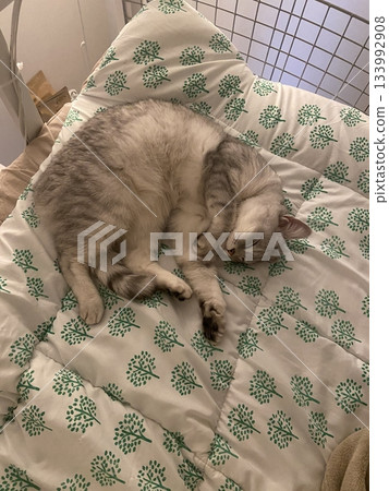 Adorable white cat with soft, fluffy fur and bright, curious eyes. A symbol of elegance and purity, perfect for pet lovers and feline enthusiasts. Playful, gentle, and irresistibly cute! 133992908