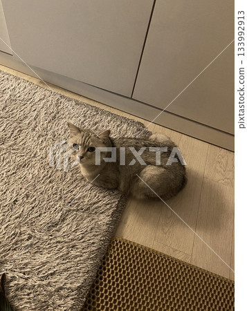 Adorable white cat with soft, fluffy fur and bright, curious eyes. A symbol of elegance and purity, perfect for pet lovers and feline enthusiasts. Playful, gentle, and irresistibly cute! Adorable white cat with soft, fluffy fur and bright, curious eyes. A symbol of elegance and purity, perfect for pet lovers and feline enthusiasts. Playful, gentle, and irresistibly cute! 133992913