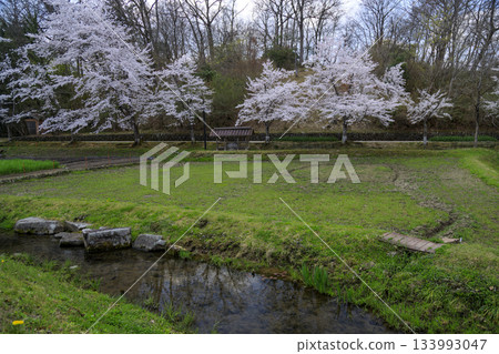 Spring scenery at Bihoku Hillside National Park: Spring stream and cherry blossoms 133993047