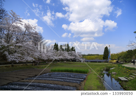 Spring scenery at the National Bihoku Hillside Park: Cherry blossoms and carp streamers under a blue sky Spring scenery at the National Bihoku Hillside Park: Cherry blossoms and carp streamers under a blue sky 133993050
