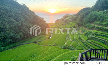 佐賀縣濱之浦梯田 133993412