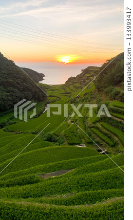 佐賀縣濱之浦梯田 133993417