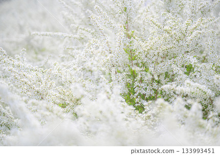 春日里，白花盛開的景象 133993451