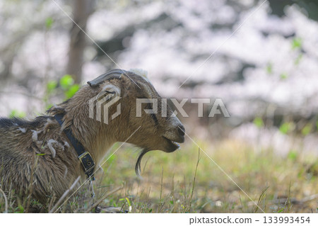 A goat resting under the cherry blossoms - Spring scenery A goat resting under the cherry blossoms - Spring scenery 133993454