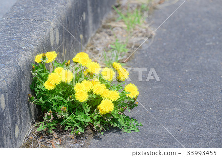 Dandelions blooming on the roadside Spring scenery Dandelions blooming on the roadside Spring scenery 133993455