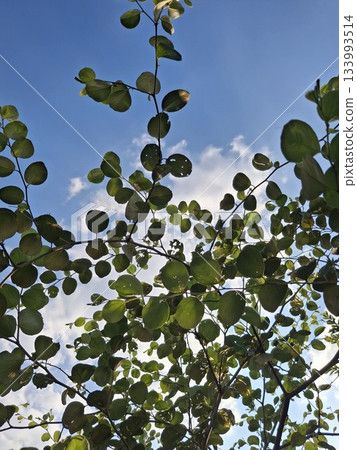 Looking Up Through Green Leaves at a Blue Sky with Clouds, Microstock Photo Looking Up Through Green Leaves at a Blue Sky with Clouds, Microstock Photo 133993514