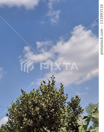 Lush green tree against a bright blue sky with fluffy clouds Lush green tree against a bright blue sky with fluffy clouds 133993516