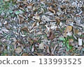 Winter fallen leaves 133993525