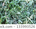 Frost-covered weed leaves 133993526