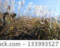 Ears of silver grass shining in the winter morning sun 133993527