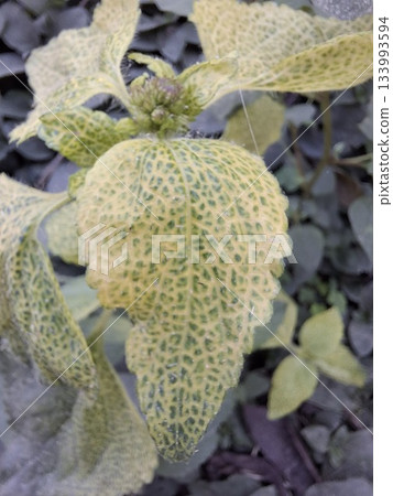Close up of a textured green plant with intricate patterns 133993594