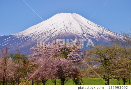 盛開的櫻花和富士山 盛開的櫻花和富士山 133993992